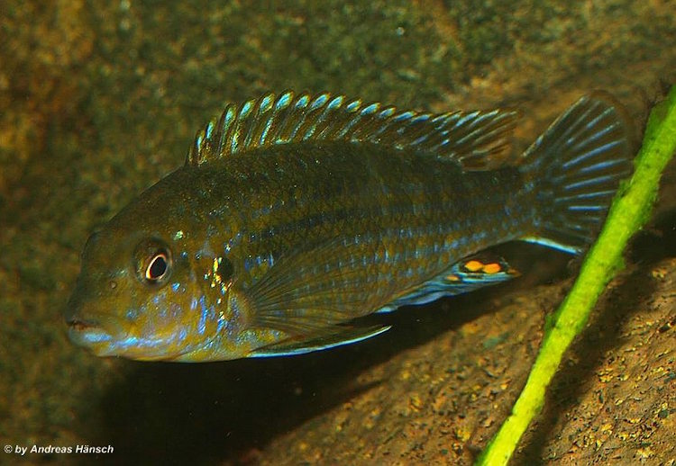 Labidochromis flavigulis 'Chizumulu'